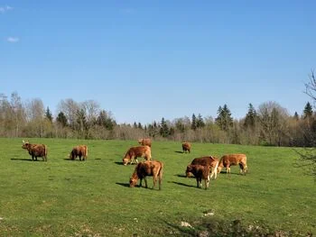 Pievų ūkiams paramos pakete vietos nėra: paveikta 423 tūkst. ha