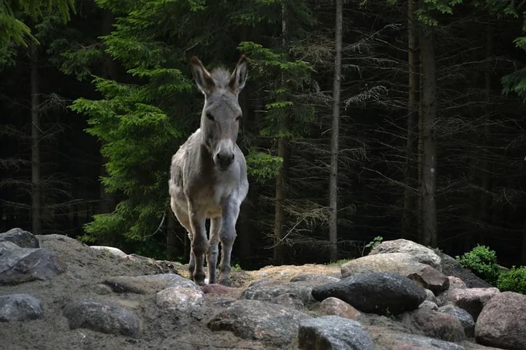 Plungės ūkiams – daugiau paramos, bet išmokos nevienodos